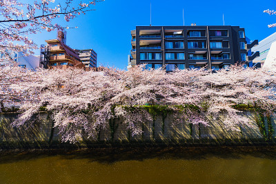 日本东京的春目黑河和樱花节