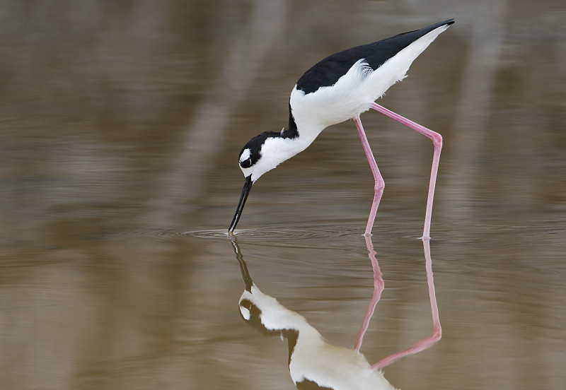 黑颈高跷(Himantopus mexicanus)觅食，盐沼，波多黎各