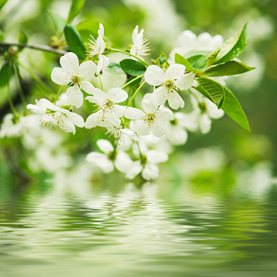 樱桃的花