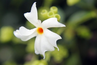 夜猫子，夜茉莉花