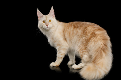 巨大的缅因猫孤立在黑色背景