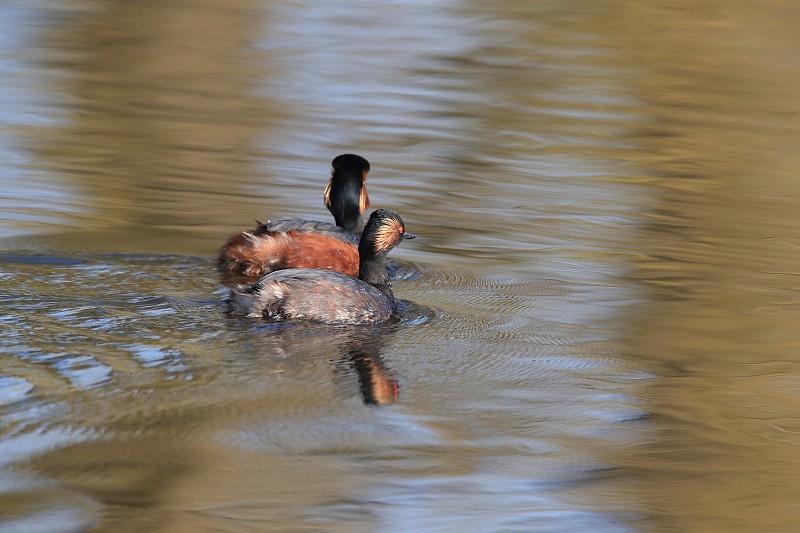 黑颈鸟(Podiceps nigricollis)巴登Württemberg德国