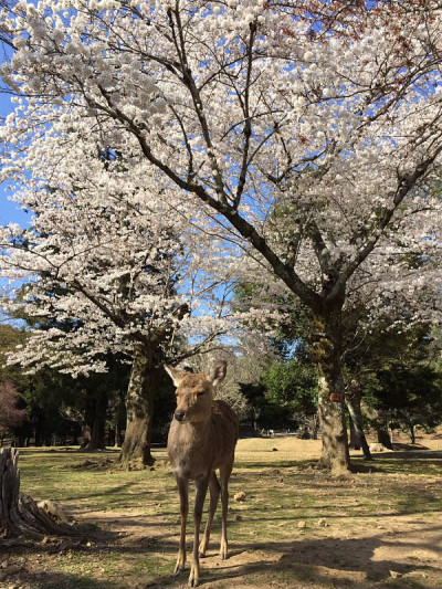 鹿