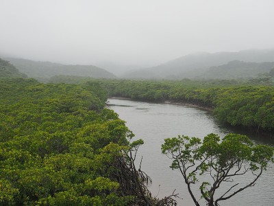 红树林