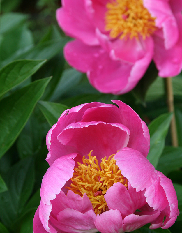 Pivoines