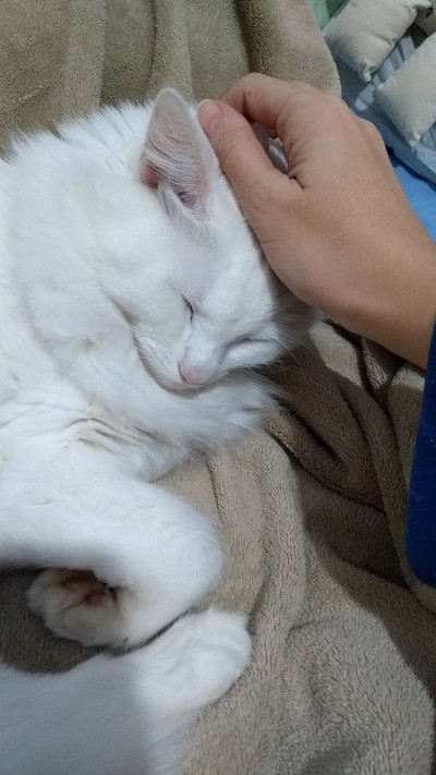 土耳其安哥拉猫