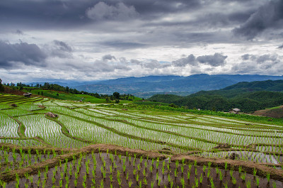 阶地稻田