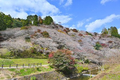 日本大原府井