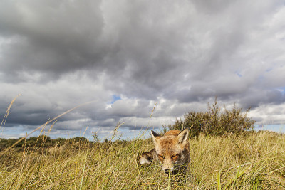 你们;红狐狸;vulpes vulpes