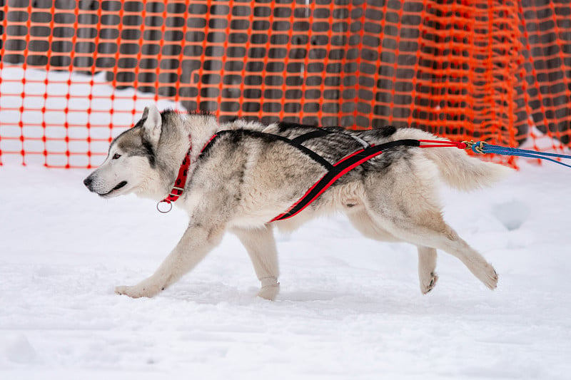 雪橇犬比赛。哈士奇雪橇犬队戴着挽具奔跑，拉着雪橇。冬季运动锦标赛。