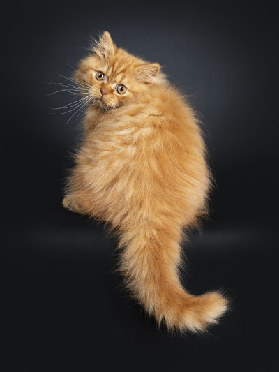 毛茸茸的红色英国长毛小猫在黑色