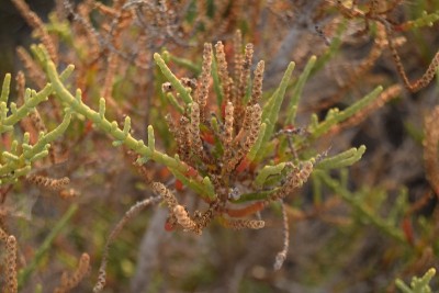 Sarcocornia