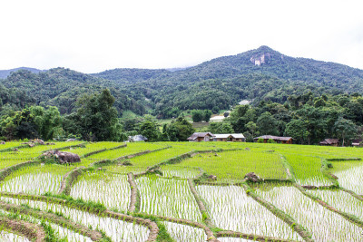 茵他侬的稻田梯田，Ban Mae Klang Luang