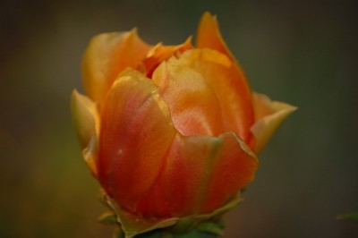 德州的花