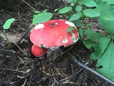 蘑菇