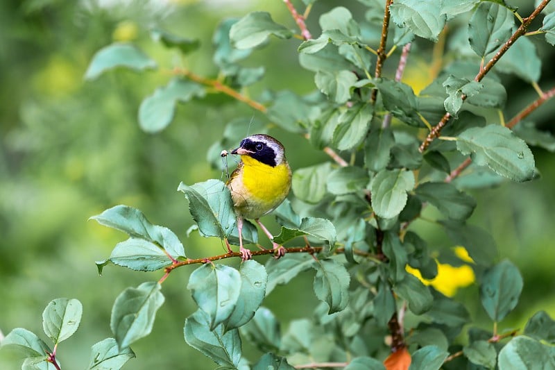 常见的Yellowthroat。