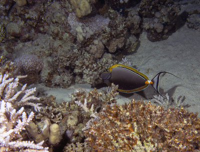 埃及红海中的一种赤鳍独角鱼(赤鳍独角鱼属)