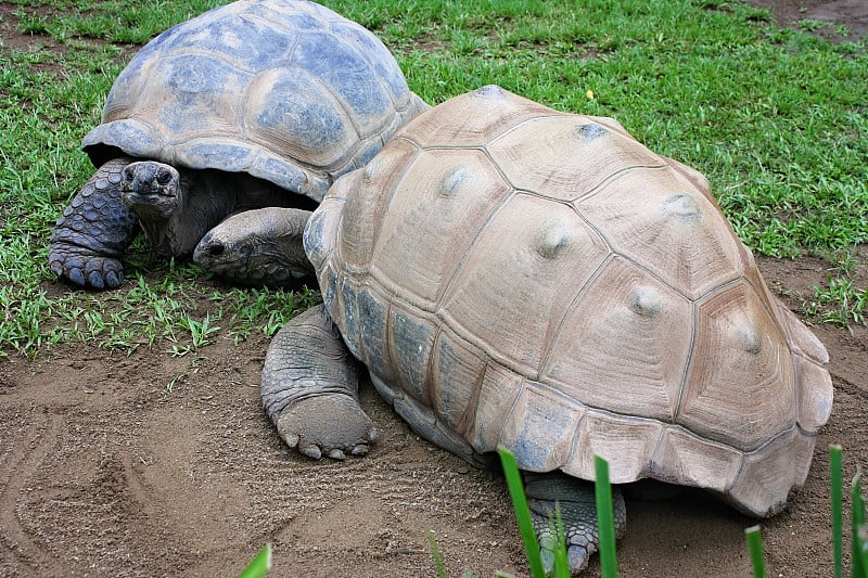 albabran tortoise