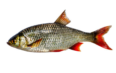 红眼鲷(Scardinius erythrophthalmus)是一种中上层底栖淡水鱼，广泛分布于欧