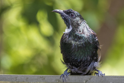 Tui, bird在Matangi。