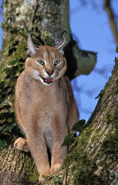 野猫野猫，成年野猫站在树枝上
