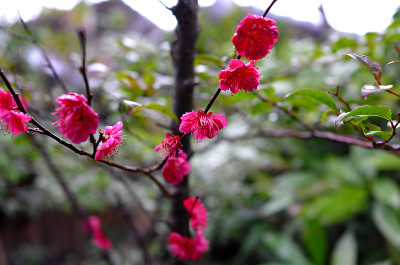 梅花，日本杏子