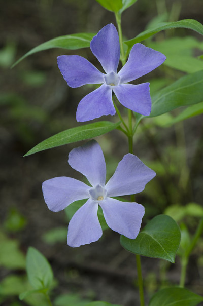 常见Periwinckle