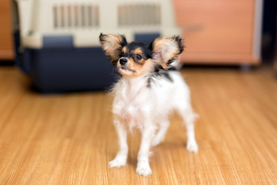 蝶耳犬幼犬和旅行塑料宠物笼