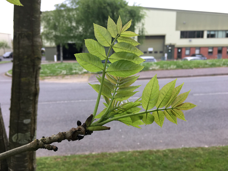 白蜡(Fraxinus excelsior)树- 2018年5月