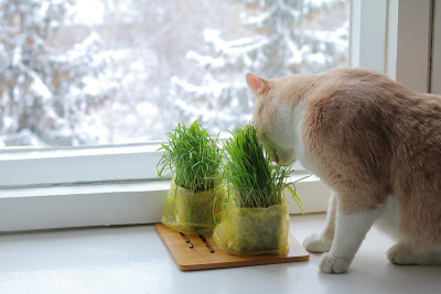 红猫在窗口。