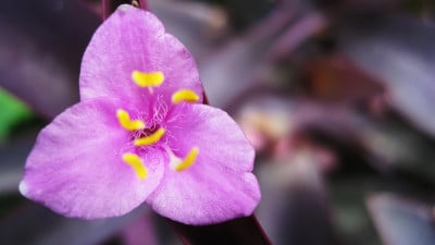 粉红色的花