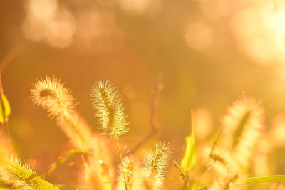 朦胧的晨光透过草籽头照射下来
