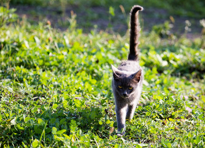猫在外面的草地上散步