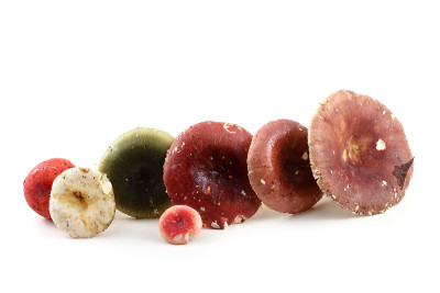 Russule mushrooms