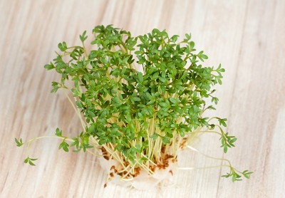 园子里的水芹生长在棉垫上，平躺着