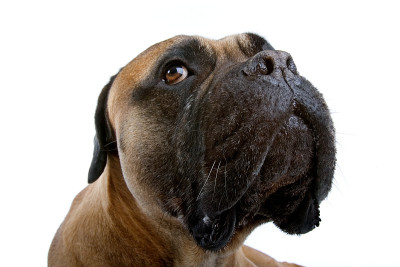 斗牛獒犬的画像