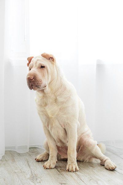 沙皮犬品种正坐在房间里。宠物的概念，朋友。