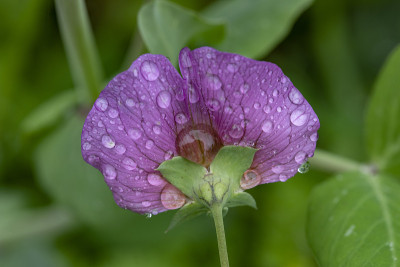 花和水滴