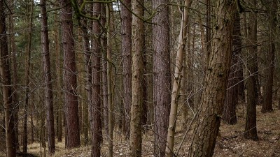 树在起伏的地面上。