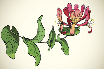 金银花的花