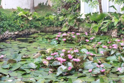 莲花