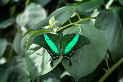 绿带孔雀蝶(papilio palinurus)