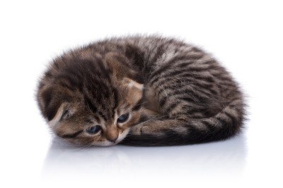 小猫