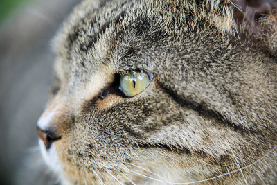 家养短毛虎斑猫