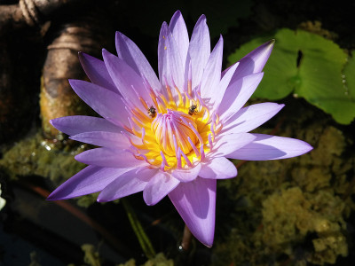池塘上的紫莲花
