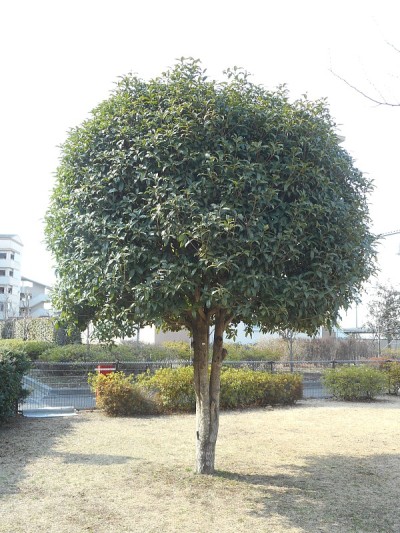 香橄榄树