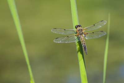 一个四斑点追逐蜻蜓昆虫，Libellula quadrimaculata的特写