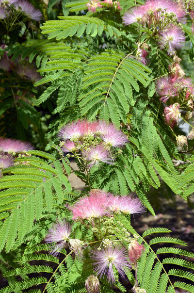 含羞草Albizia julibrissin