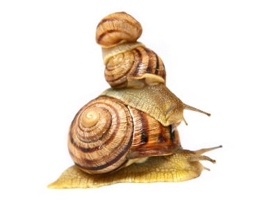 三个snails.Isolated。