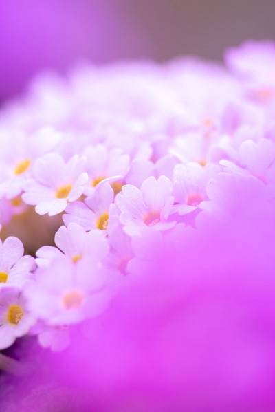 酒神节花